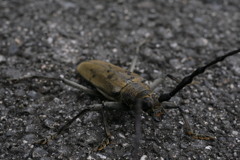 ミヤマカミキリ