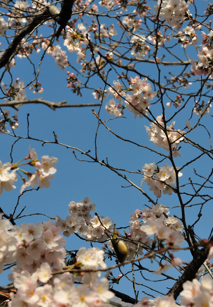 桜が咲いてメジロが遊びに来ました