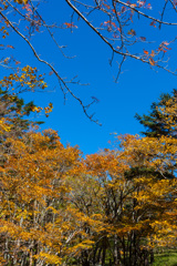 紅葉の大台ケ原と秋晴れの空