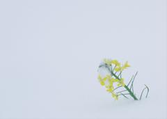 春は遠いなぁ