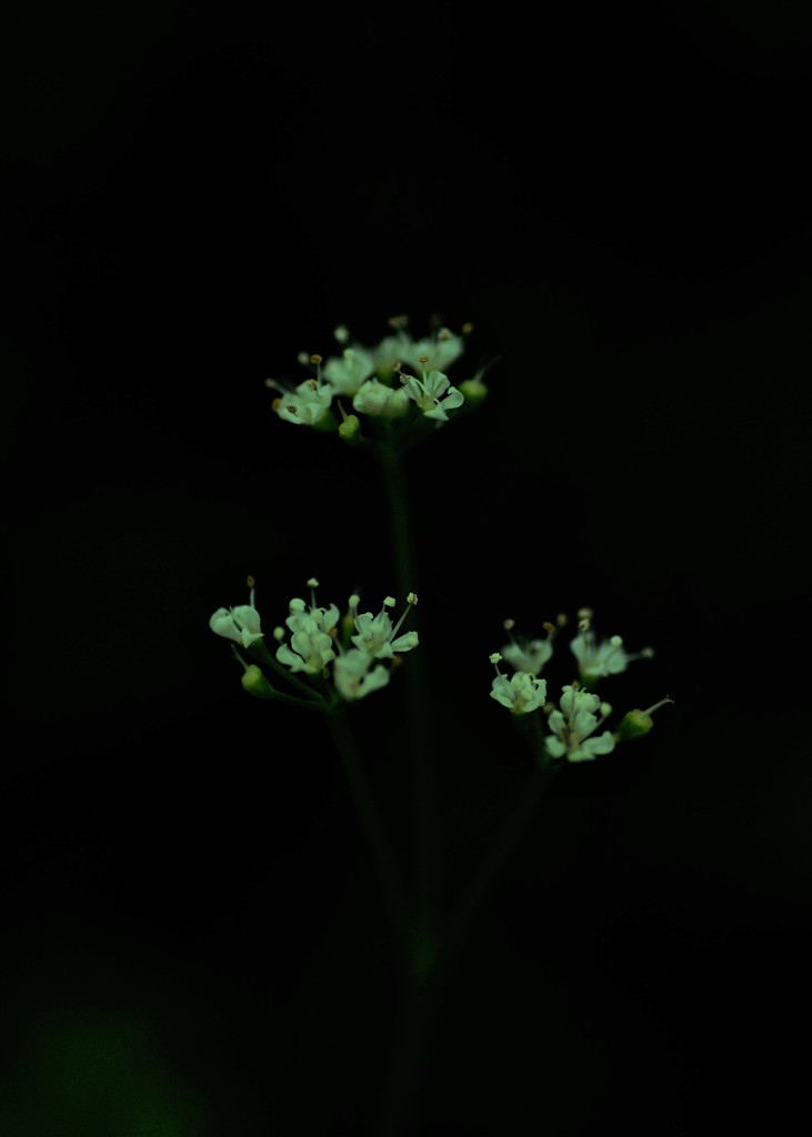 闇に浮かぶ一輪の花