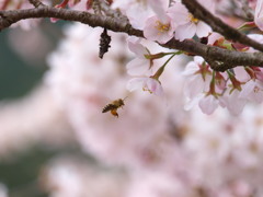 桜とミツバチ、そしてミノムシ