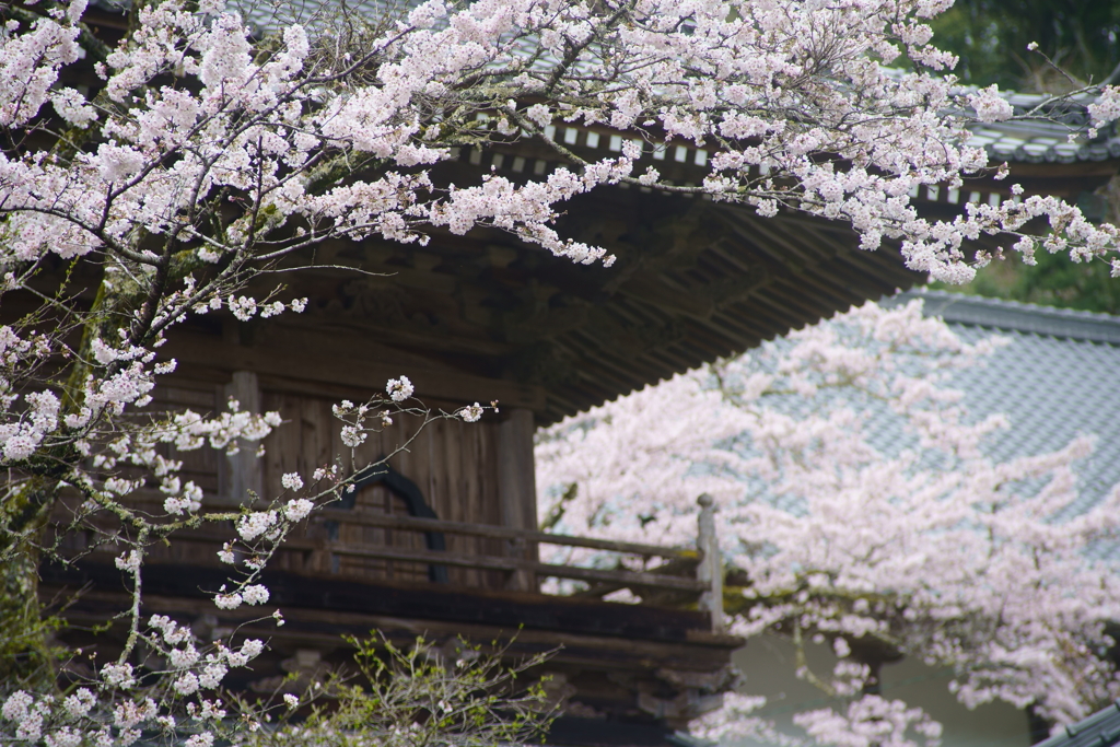 龍澤寺