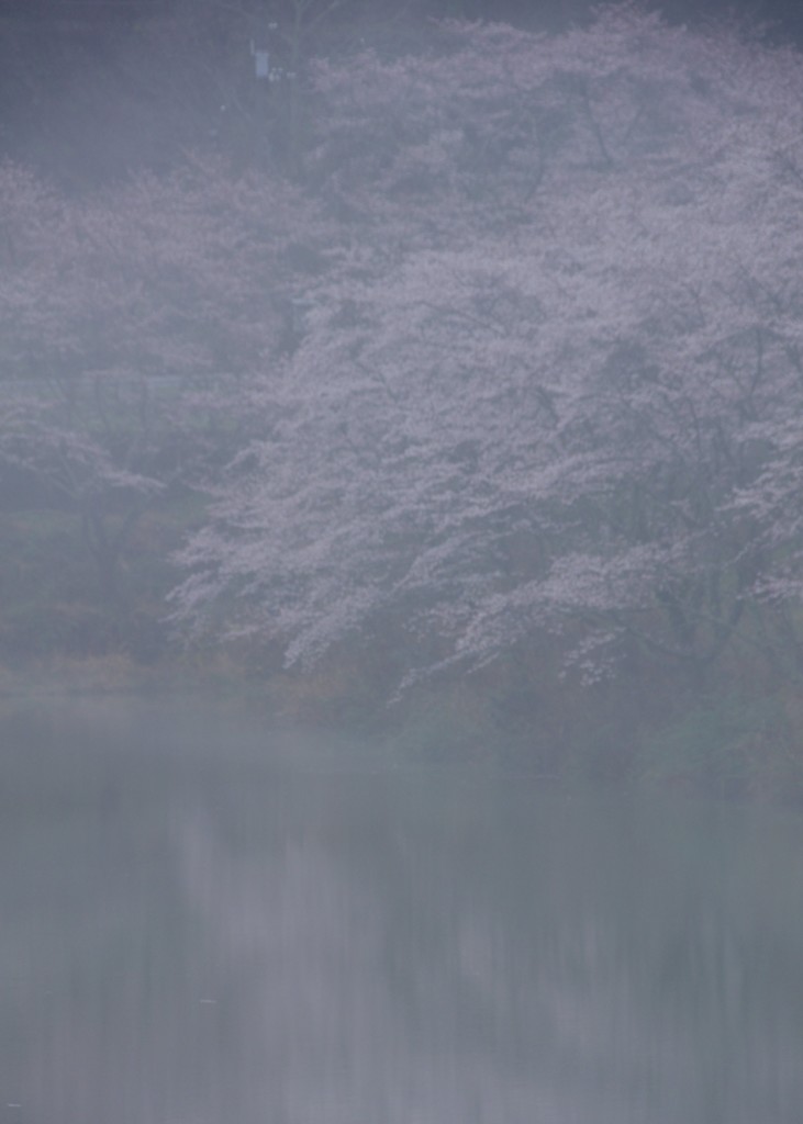 霧桜