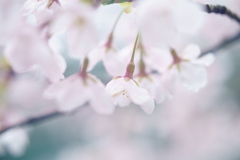 雨降りの桜