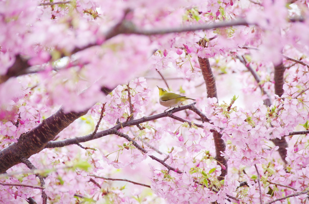 桜とメジロ
