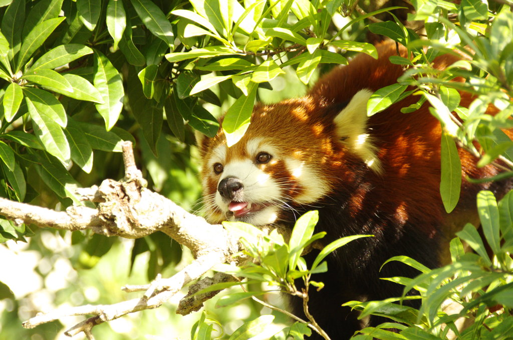 超絶かわいい①