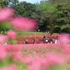 赤そば畑で