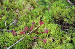 苔女の原点