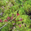 苔女の原点