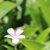 北八ヶ岳にて
