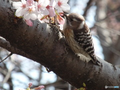 どれにしようかな