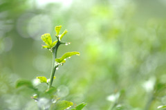 雨上がり