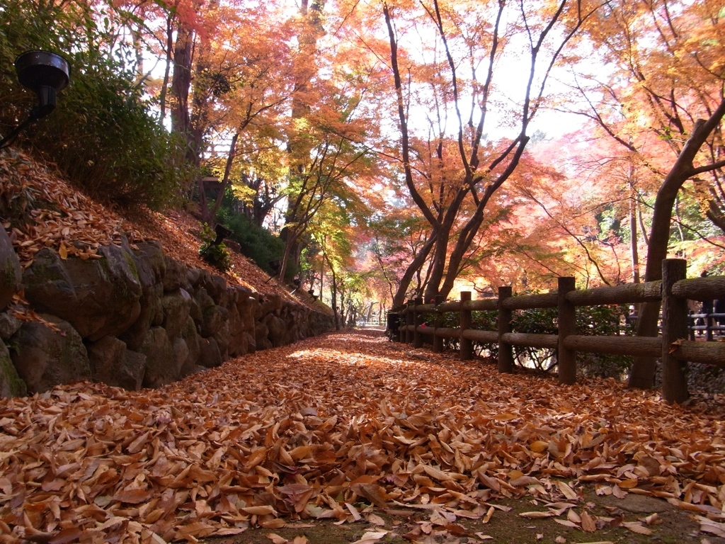 秋の散歩道