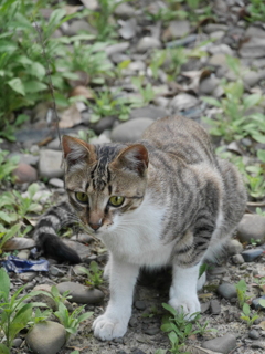 食後