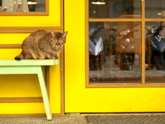 ドア開き待ちの猫