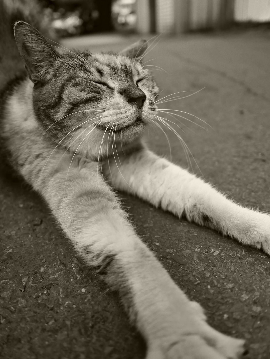 今朝の猫道＃１