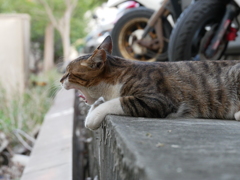 あくびの猫