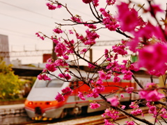 駅なかの桜