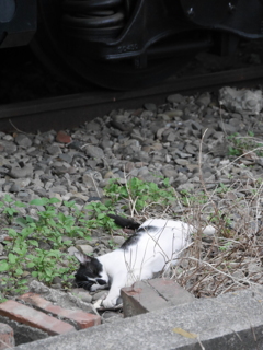 殺猫事件