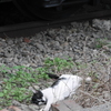 殺猫事件