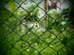 ネットに花を咲かせましょう