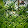 ネットに花を咲かせましょう