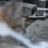 こねこおおねこ