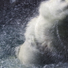 シロクマを絞ってみた