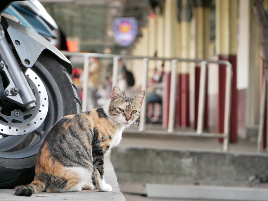 いつもの場所にいつもの猫