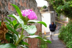 雨のうらみち