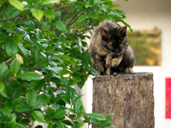 駅なかの猫