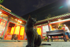 龍山寺の黒猫