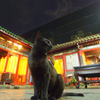 龍山寺の黒猫