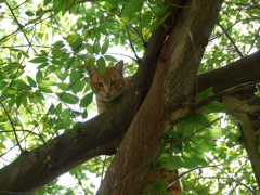 ネコはヤッパリ木に登る