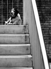 踊り場の犬