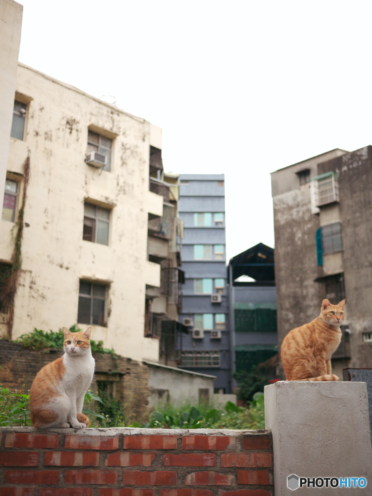 それぞれのねこ