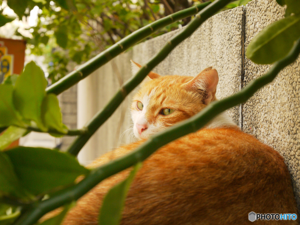 今朝のねこ