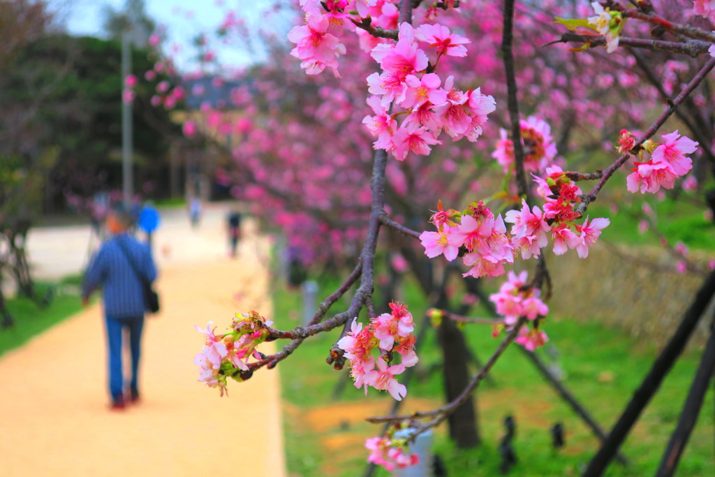 桜三分咲き