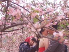 桜の木の下で