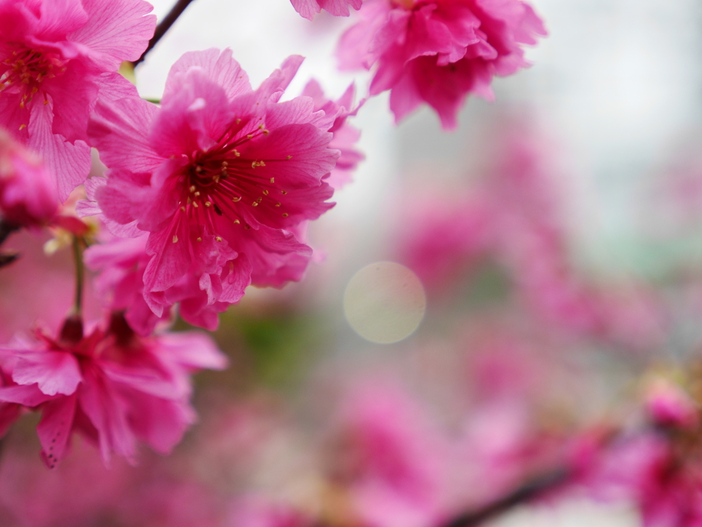 いまさら桜