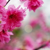 いまさら桜