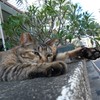やるきなし
