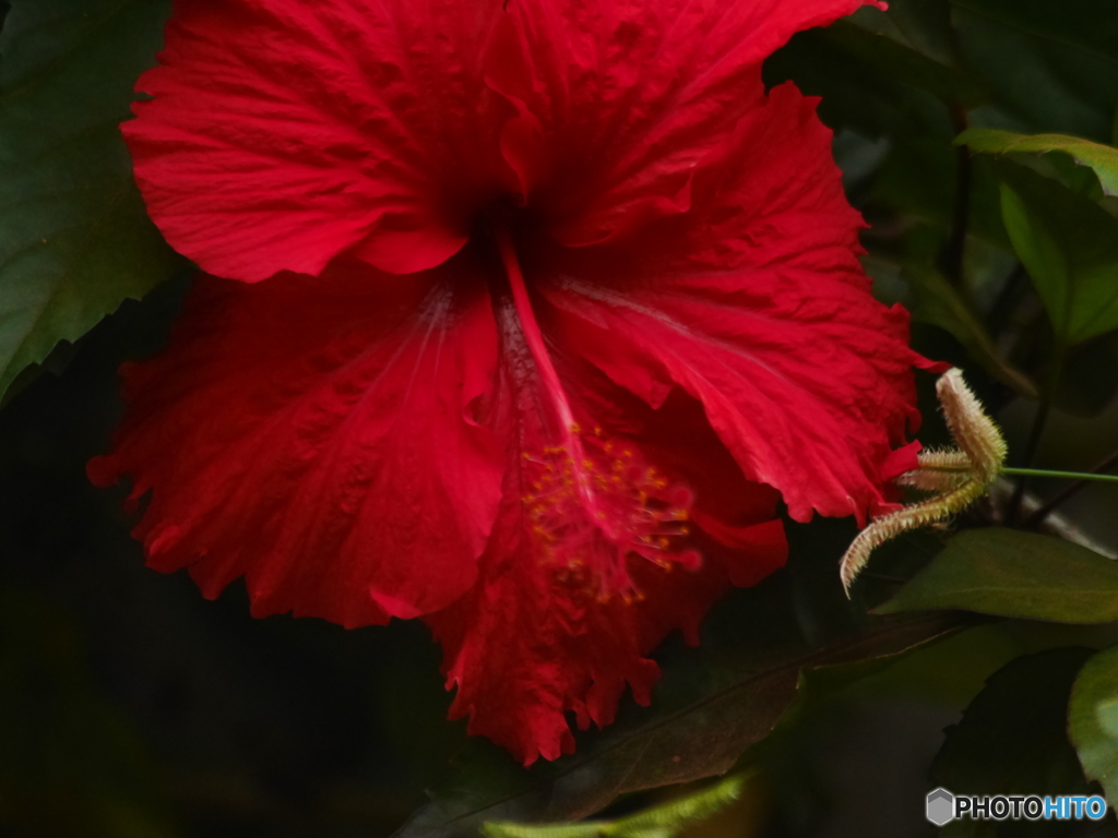 古いレンズでハイビスカス