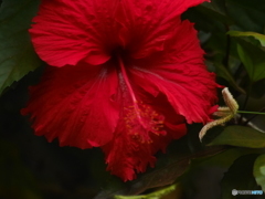 古いレンズでハイビスカス