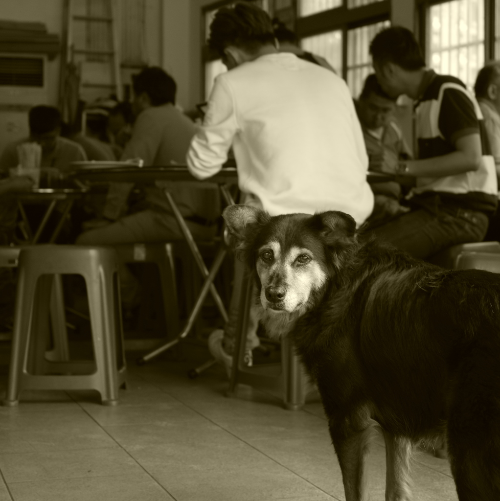 肉マチの犬