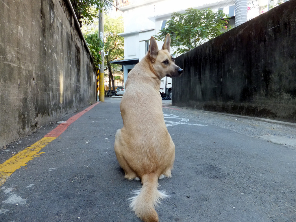 まちいぬ