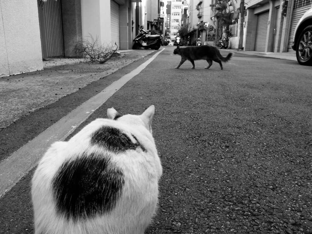 朝から黒猫横切った！