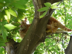 ネコはヤッパリ木に登る