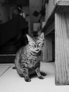 床屋の猫だぜ！